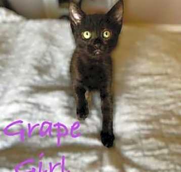 Photo of Grape