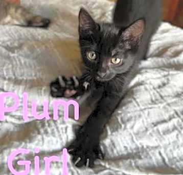 Photo of Plum