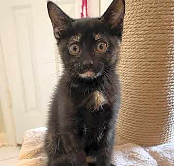 Photo of Zinnia