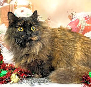 Photo of Pepper