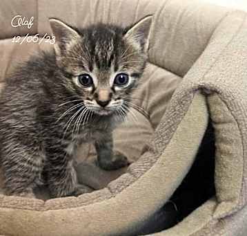 Photo of Olaf