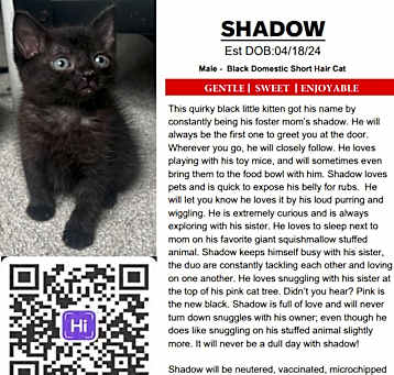 Photo of Shadow