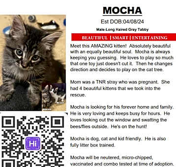 Photo of Mocha
