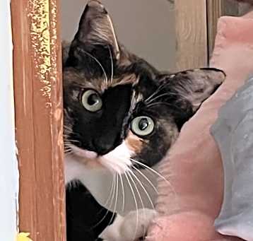 Photo of Vixen