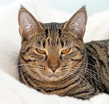 Photo of Phoebe