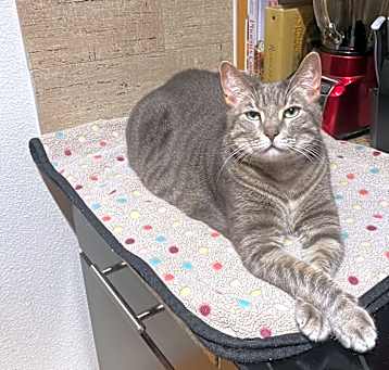 Photo of Pepper