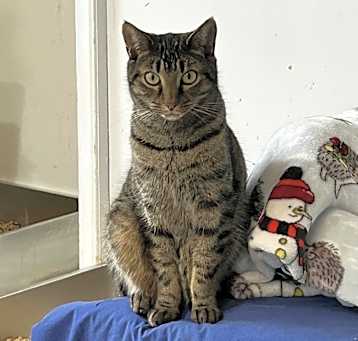 Photo of Eclaire