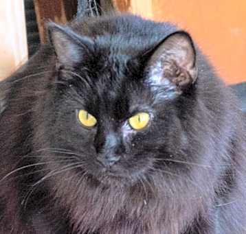 Photo of Chief