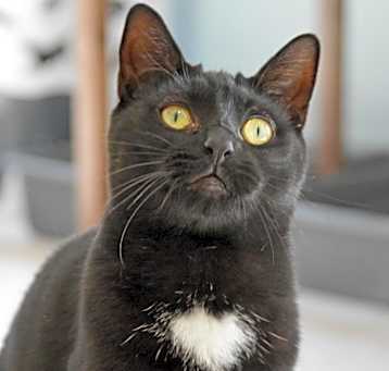 Photo of Boo