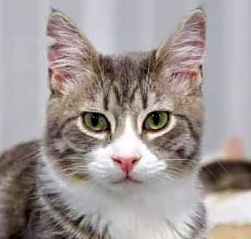 Photo of Pickles