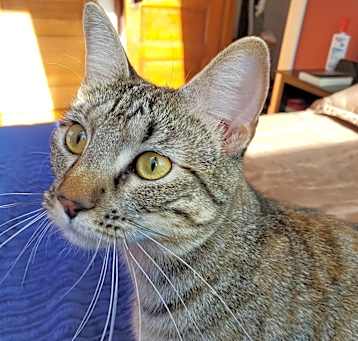 Photo of Gracie (bonded with Stripes) C14797