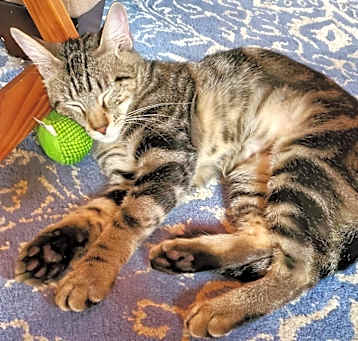 Photo of Stripes (bonded with Gracie) C14796