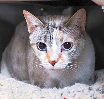 Photo of Scully (Bonded with Mulder)