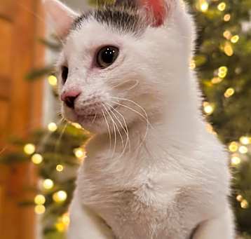 Photo of Patches