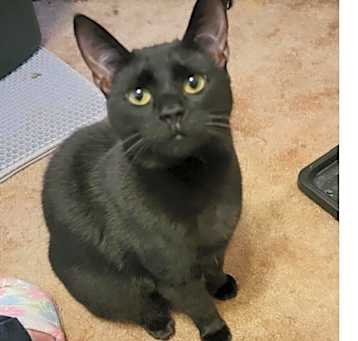 Photo of Pepper