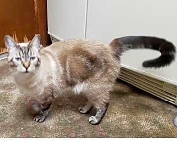 Photo of Misty