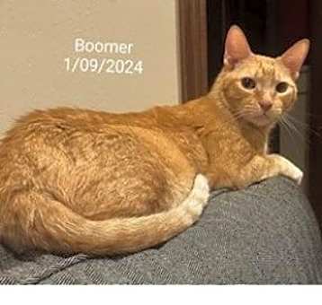 Photo of Boomer