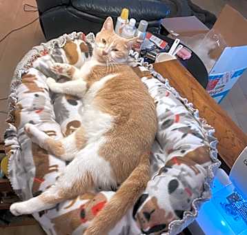Photo of Helpful Hannah