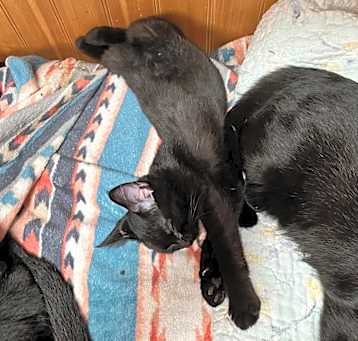 Photo of Gremlin 