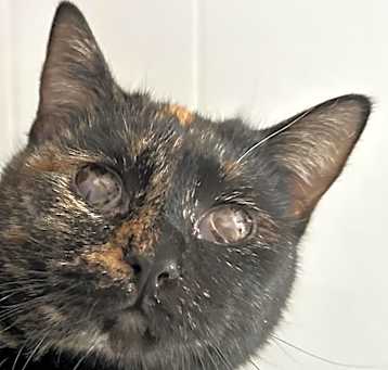 Photo of Torta - Blind