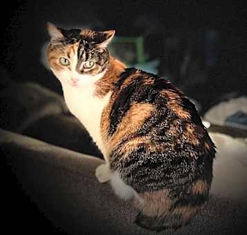 Photo of Fancy Meowington