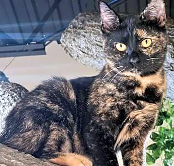 Photo of Mira