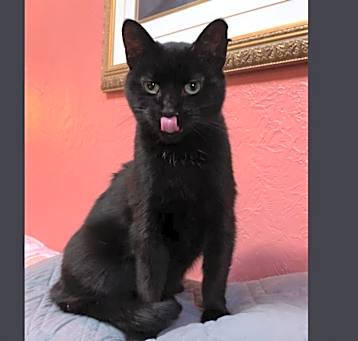 Photo of Luna