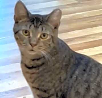 Photo of Hollis