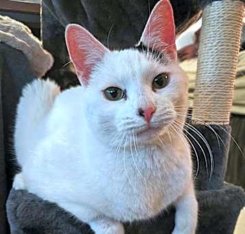 Photo of Ms. Moo Moo