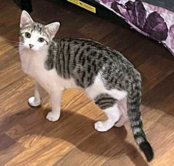 Photo of Milkshake