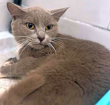 Photo of Cricket
