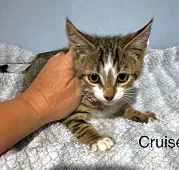 Photo of Cruise