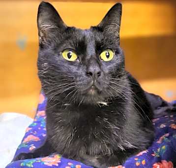 Photo of Akasha