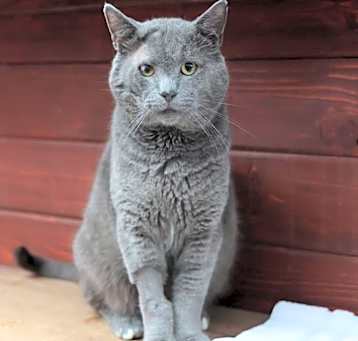 Photo of Smokey