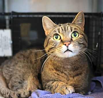 Photo of Romeo