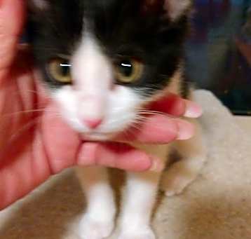 Photo of Generic Pretend Kitty