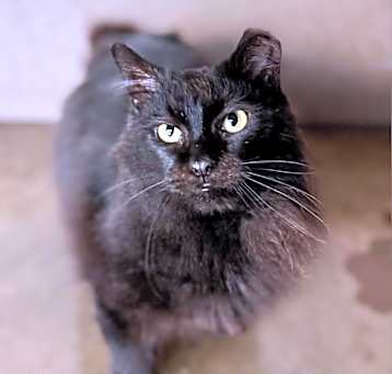 Photo of Opal