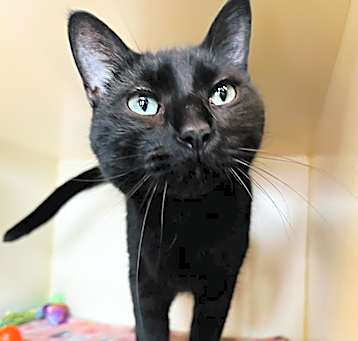 Photo of Spook