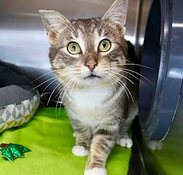Photo of Purrlock Holmes