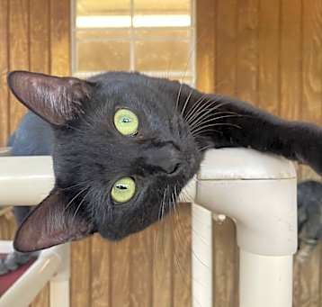 Photo of Bella