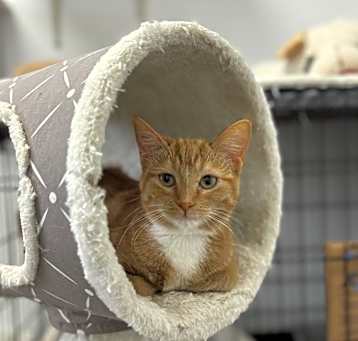 Photo of Peach