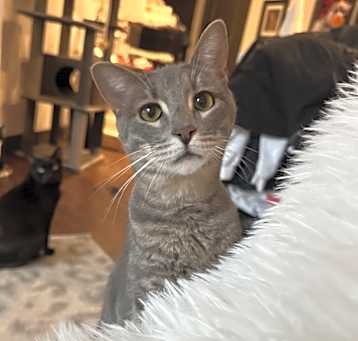 Photo of Martini