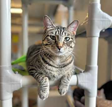 Photo of Smokey