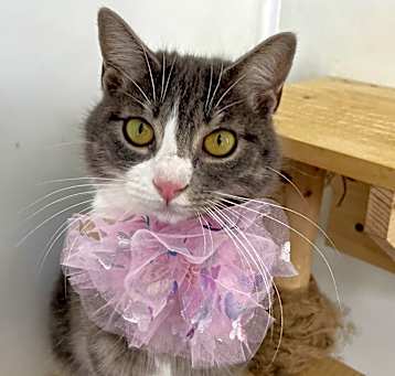 Photo of Seraphina