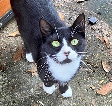 Photo of Mittens