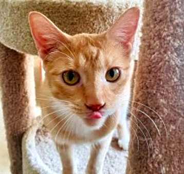 Photo of Calvin (bonded with Hobbes)
