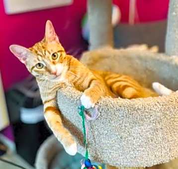 Photo of Hobbes (bonded with Calvin)