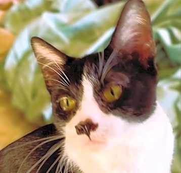 Photo of Ducky