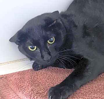 Photo of Caleb - Working Cat Program