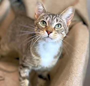 Photo of Biscuits
